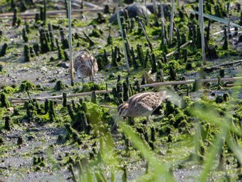 タシギ 東京港野鳥公園 2024年5月3日(金)