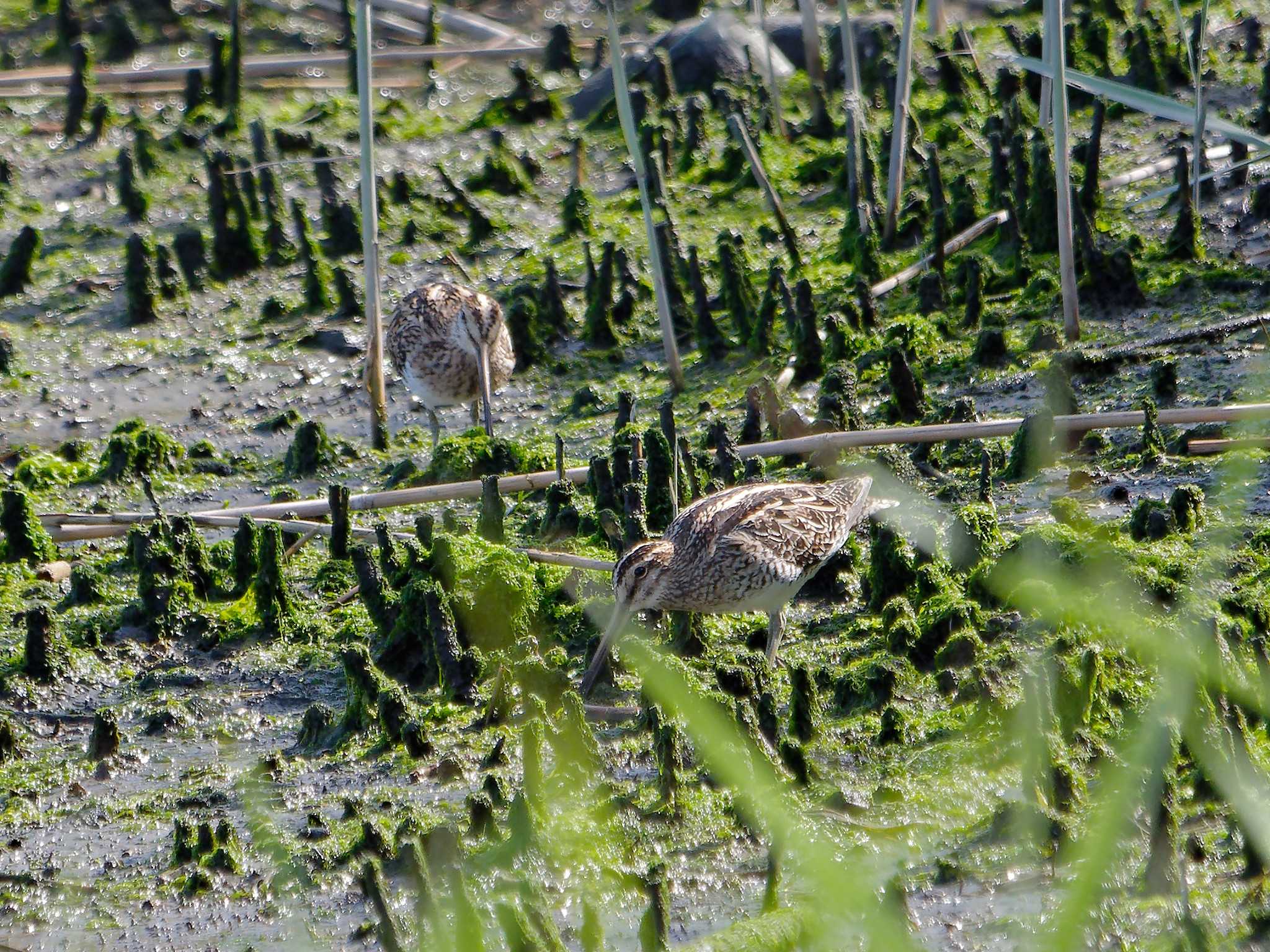 Photo of Common Snipe at Tokyo Port Wild Bird Park by しおまつ
