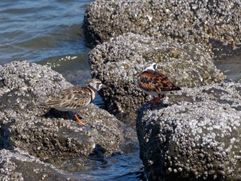 Ruddy Turnstone Tokyo Port Wild Bird Park Fri, 5/3/2024