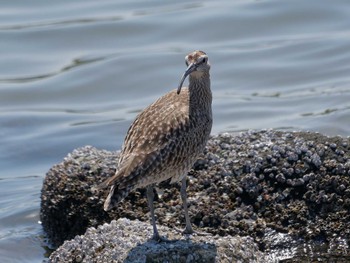 Eurasian Whimbrel Tokyo Port Wild Bird Park Fri, 5/3/2024