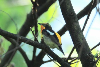 Narcissus Flycatcher 大町自然観察園 Fri, 5/3/2024