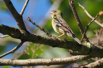 Yellow Bunting 松之山 Fri, 5/3/2024