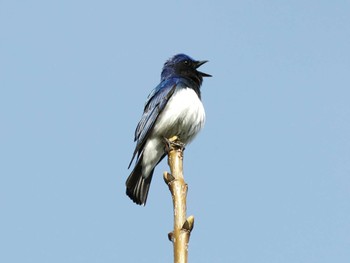 Blue-and-white Flycatcher Nishioka Park Sat, 5/4/2024