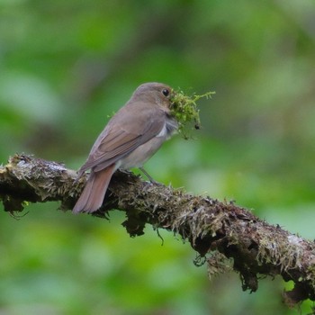 Blue-and-white Flycatcher 裏高尾 Sat, 4/27/2024