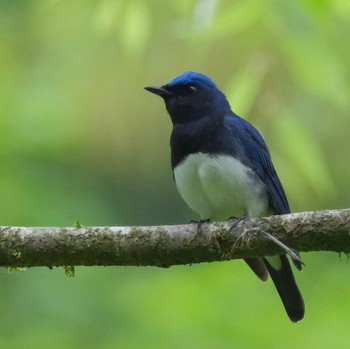 Blue-and-white Flycatcher 裏高尾 Sat, 4/27/2024