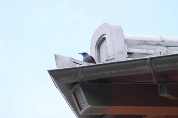 Blue Rock Thrush 山梨県南部 Tue, 4/30/2024