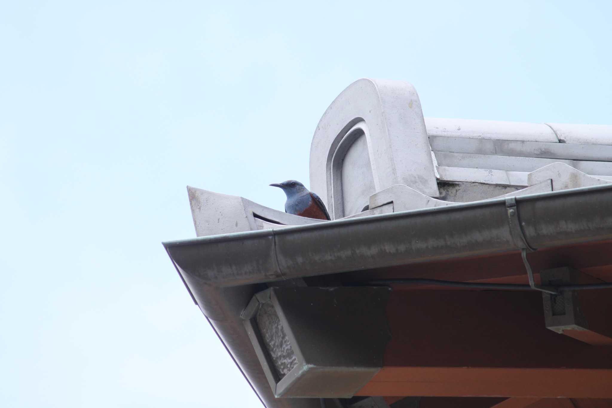 Blue Rock Thrush