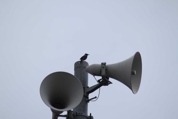 Blue Rock Thrush 山梨県南部 Tue, 4/30/2024