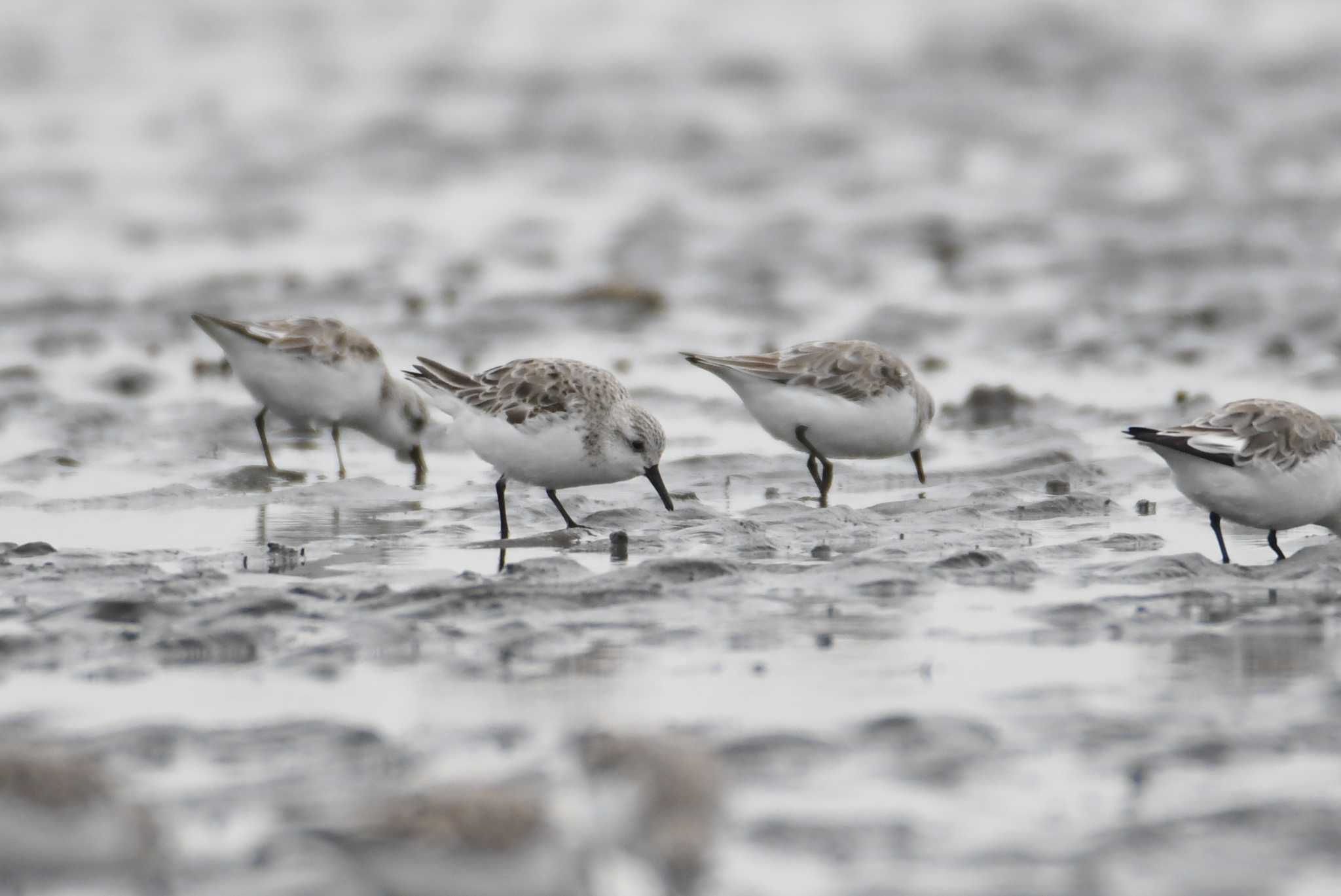 Photo of Sanderling at Sambanze Tideland by あひる