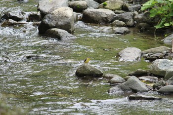 キセキレイ 山梨県南部 2024年4月30日(火)