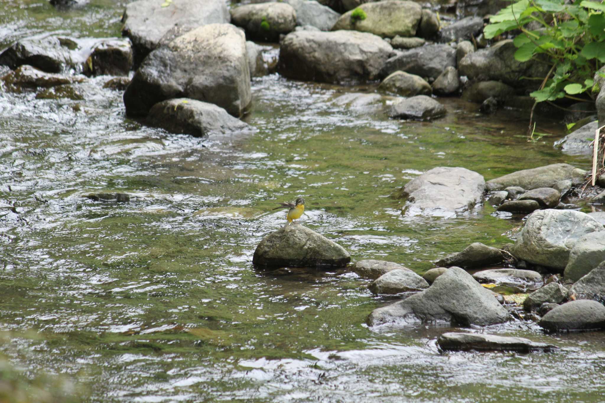 Photo of Grey Wagtail at 山梨県南部 by Kazu N