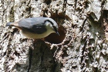 Eurasian Nuthatch 瑞牆山 Mon, 4/17/2023