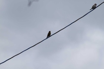 Grey-capped Greenfinch 山梨県南部 Thu, 5/2/2024