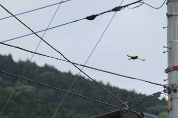 Grey-capped Greenfinch 山梨県南部 Tue, 4/30/2024