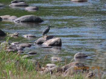 Striated Heron 仙台市 Sat, 5/4/2024