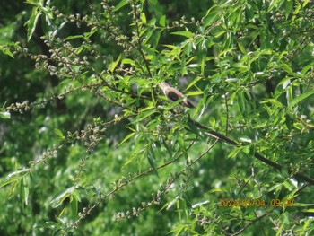 Chestnut-cheeked Starling 仙台市 Sat, 5/4/2024