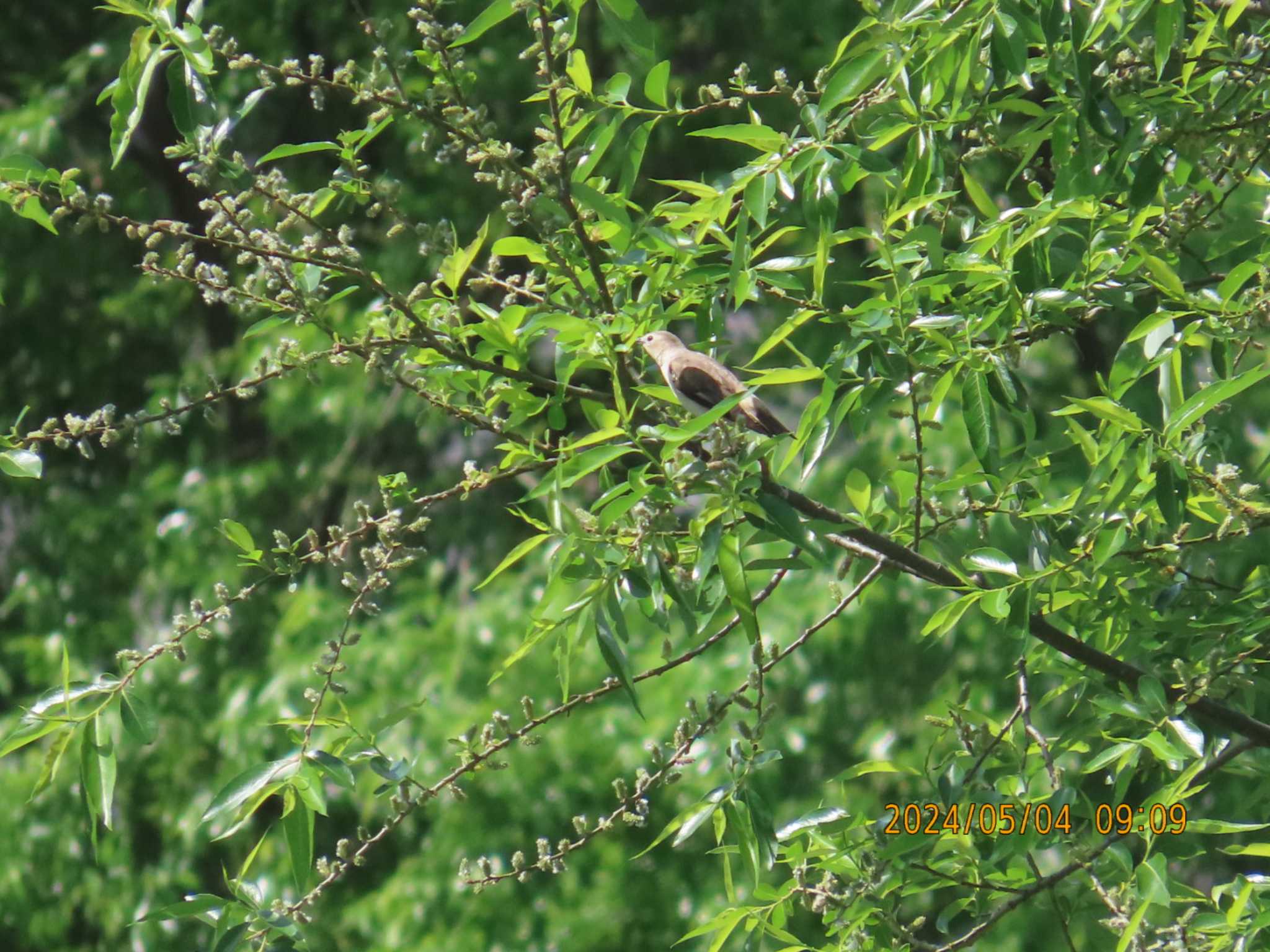 Photo of Chestnut-cheeked Starling at 仙台市 by きくいただき