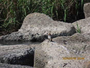 Chestnut-cheeked Starling 仙台市 Sat, 5/4/2024