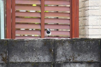 White Wagtail 山梨県南部 Thu, 5/2/2024