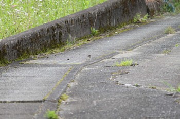 ハクセキレイ 山梨県南部 2024年5月1日(水)