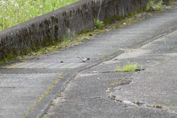 ハクセキレイ 山梨県南部 2024年5月1日(水)