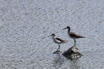 Common Greenshank Gonushi Coast Thu, 5/2/2024