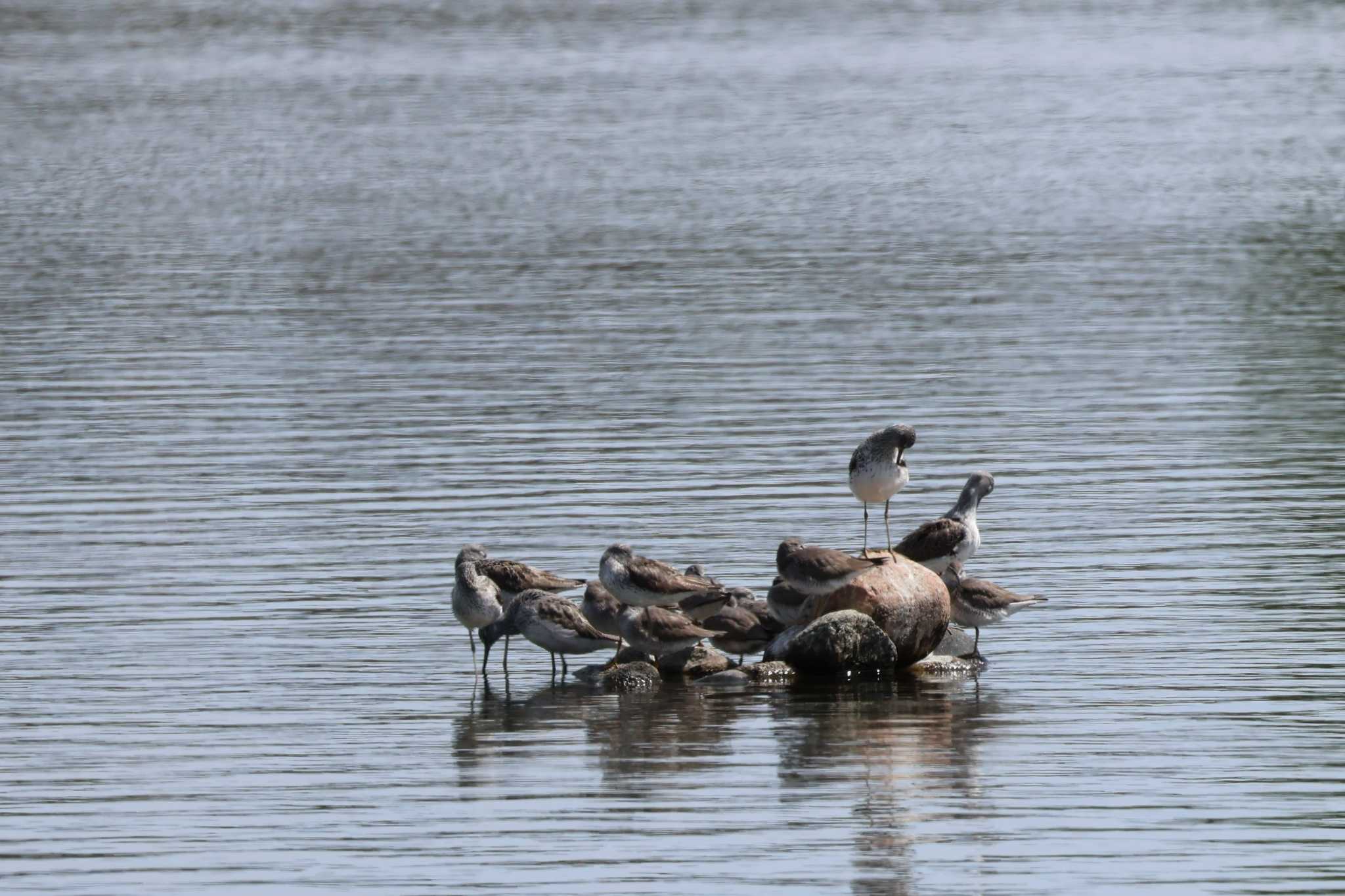 Photo of Common Greenshank at  by サンダーバード