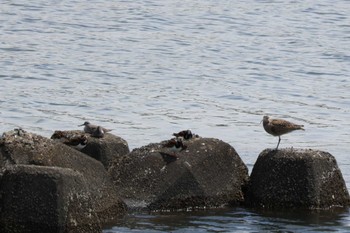 Ruddy Turnstone Gonushi Coast Thu, 5/2/2024