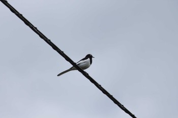 Japanese Wagtail 山梨県南部 Thu, 5/2/2024