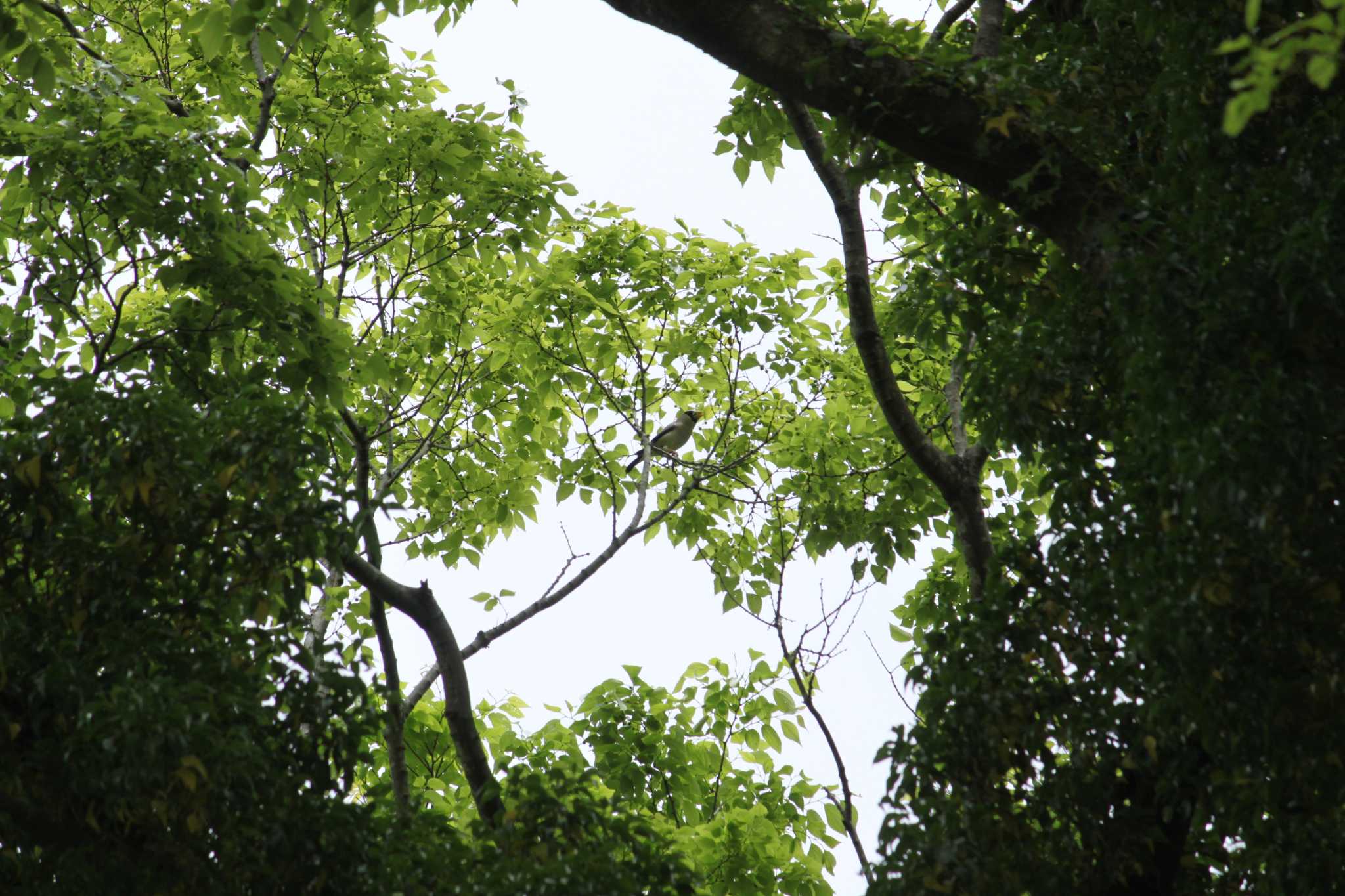 Photo of Japanese Grosbeak at 山梨県南部 by Kazu N