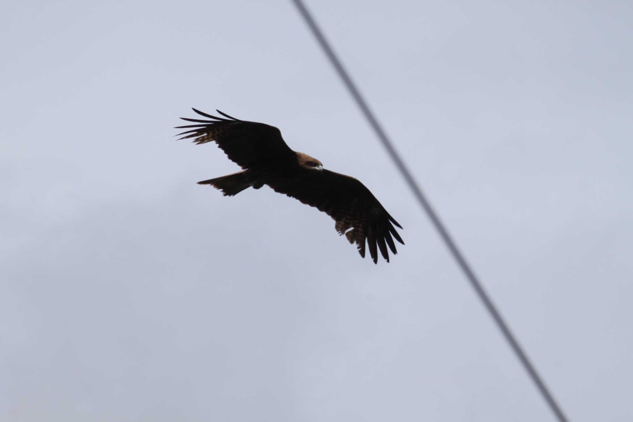 Photo of Black Kite at 山梨県南部 by Kazu N