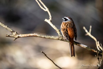 Meadow Bunting 西湖野鳥の森公園 Fri, 4/19/2024