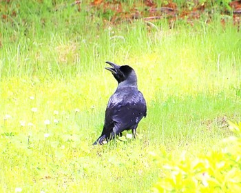 Large-billed Crow 大仙公園 Thu, 5/2/2024
