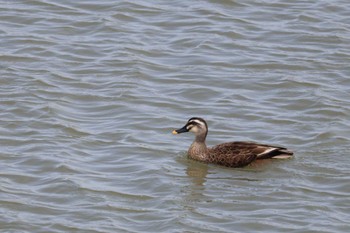 Eastern Spot-billed Duck 安濃川河口 Thu, 5/2/2024