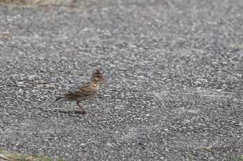 Eurasian Skylark 安濃川河口 Thu, 5/2/2024