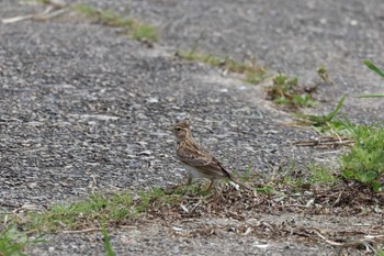 Eurasian Skylark 安濃川河口 Thu, 5/2/2024