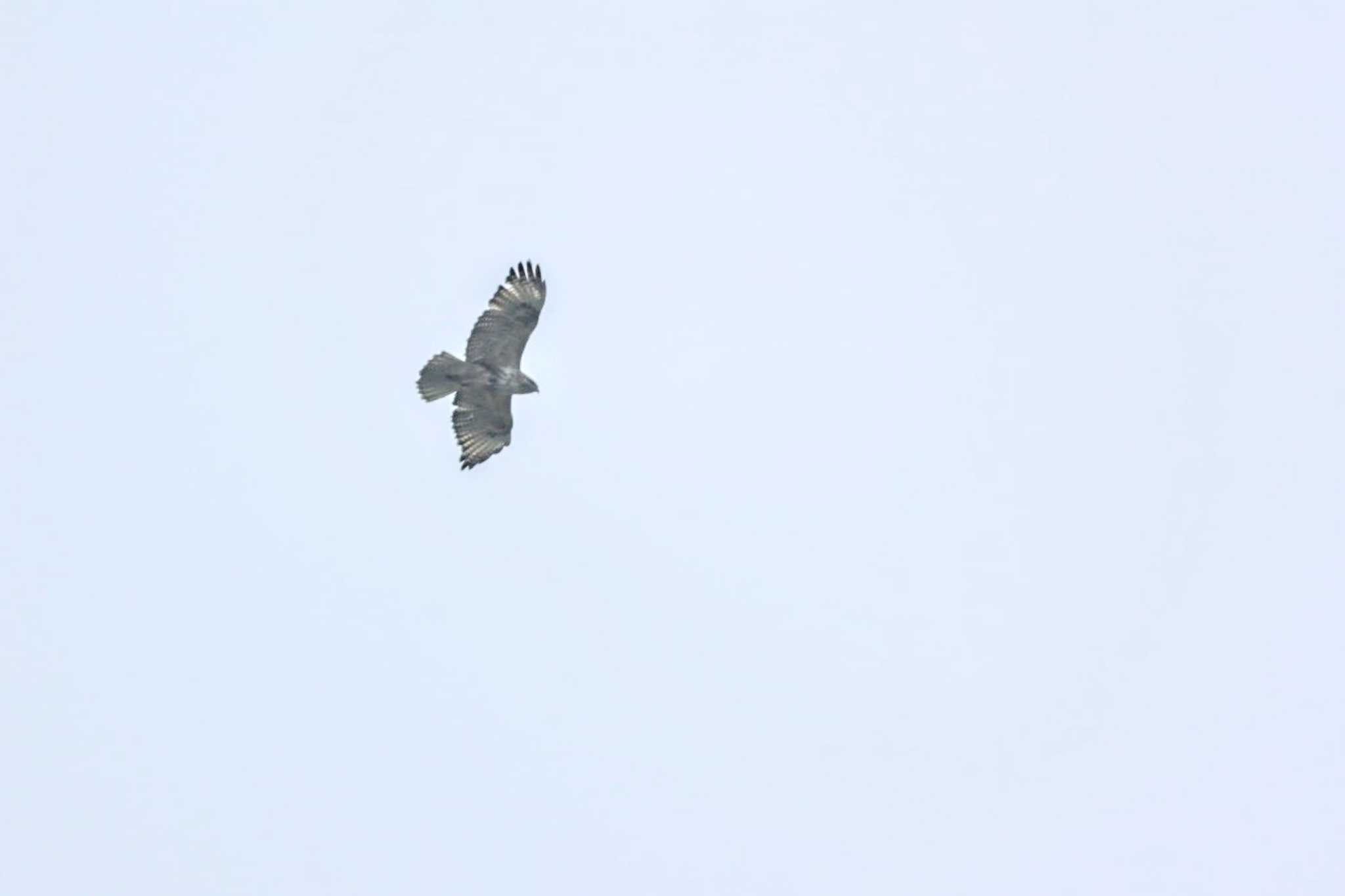 Photo of Eastern Buzzard at 長野県上伊那 by カルル