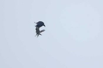 Eastern Buzzard 長野県上伊那 Sat, 4/27/2024