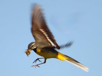 Grey Wagtail 権現山(弘法山公園) Fri, 5/3/2024