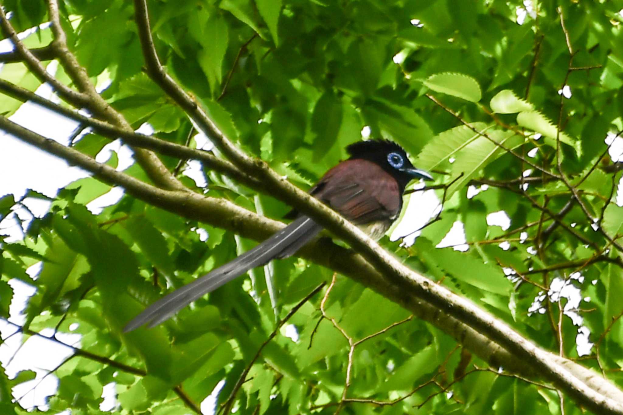 Photo of Black Paradise Flycatcher at Osaka castle park by ひないつ☃️ⓨⓤⓚⓘ達磨改