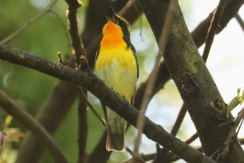 Narcissus Flycatcher 大町自然観察園 Fri, 5/3/2024