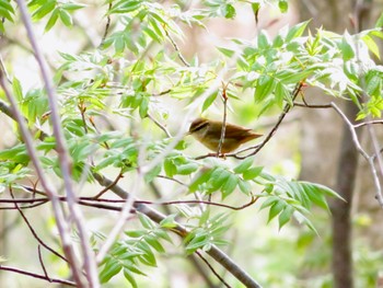 ヤブサメ 旭ヶ丘総合公園 2024年5月4日(土)