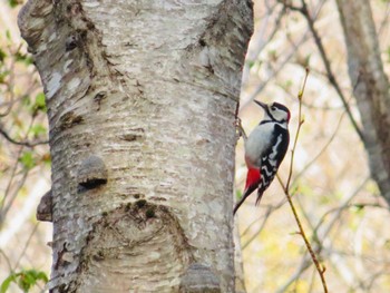 Great Spotted Woodpecker(japonicus) 旭ヶ丘総合公園 Sat, 5/4/2024
