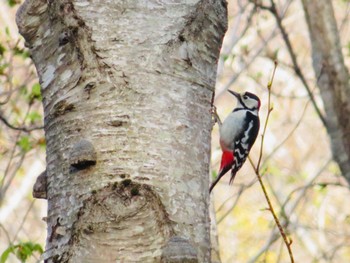 Sat, 5/4/2024 Birding report at 旭ヶ丘総合公園