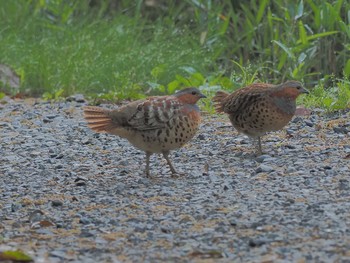 Chinese Bamboo Partridge 海上の森 Sun, 4/28/2024