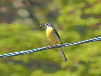 Grey Wagtail 段戸裏谷 Sun, 4/28/2024