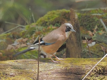 2024年4月28日(日) 段戸裏谷の野鳥観察記録