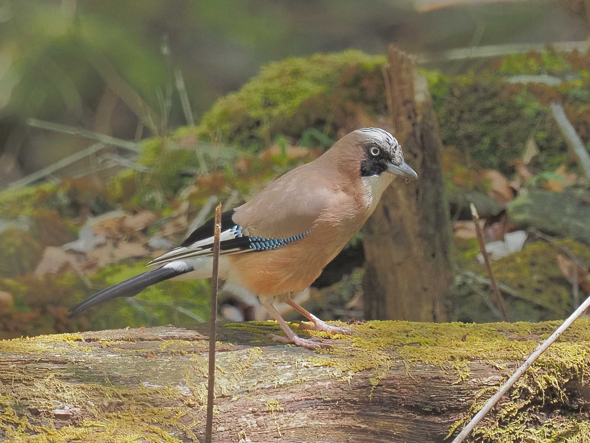 Photo of Eurasian Jay at 段戸裏谷 by MaNu猫