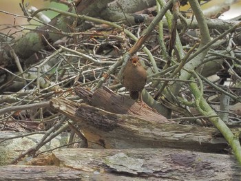 Eurasian Wren 段戸裏谷 Sun, 4/28/2024