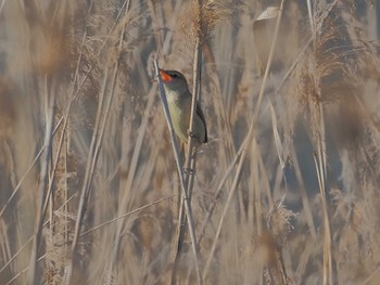 Oriental Reed Warbler 愛知県愛西市 Fri, 5/3/2024